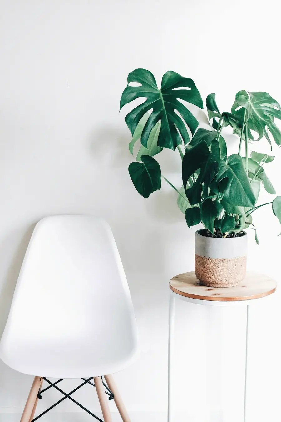 An empty white chair beside a leafy plant on a small wooden table in soft light